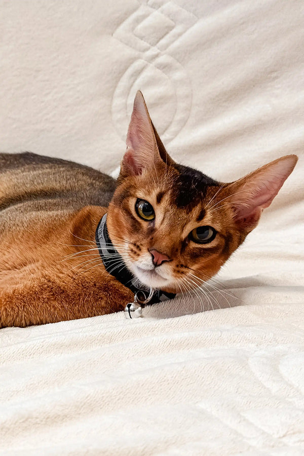 Abyssinian kitten Simba with reddish-brown fur and green eyes in a collar
