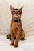 Reddish-brown Abyssinian kitten Simba in a blue collar with a bell