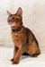 Reddish-brown Abyssinian cat wearing a dark collar with a bell for Simba Abyssinian Kitten