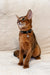 Regal Abyssinian cat with a blue collar and bell featured in Simba Abyssinian Kitten