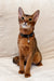 Regal Abyssinian cat with a dark collar and bell, perfect for Simba the Abyssinian Kitten