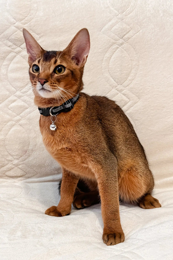 Ruddy Abyssinian cat in a blue collar with a bell from Simba Abyssinian Kitten