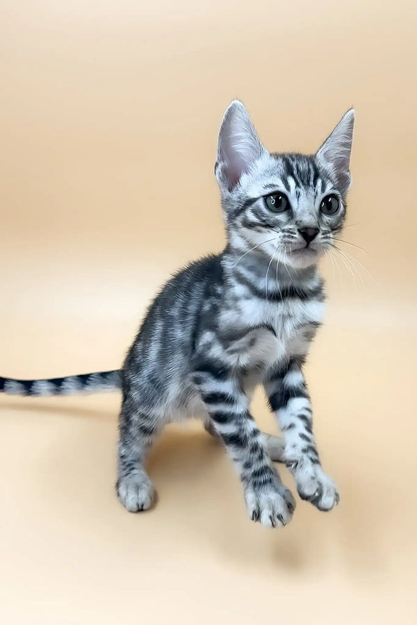 Simba | bengal kitten