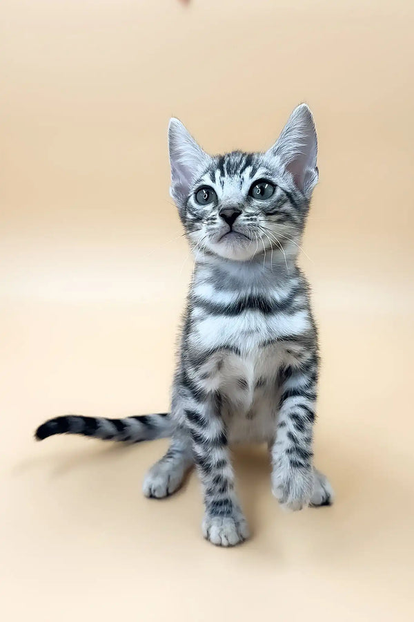 Simba | bengal kitten