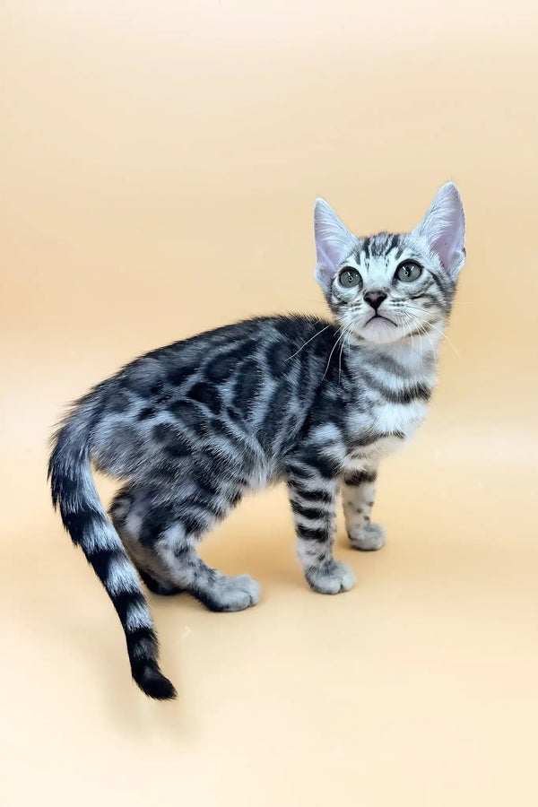 Simba | bengal kitten