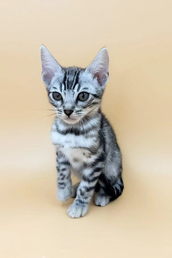 Simba | bengal kitten