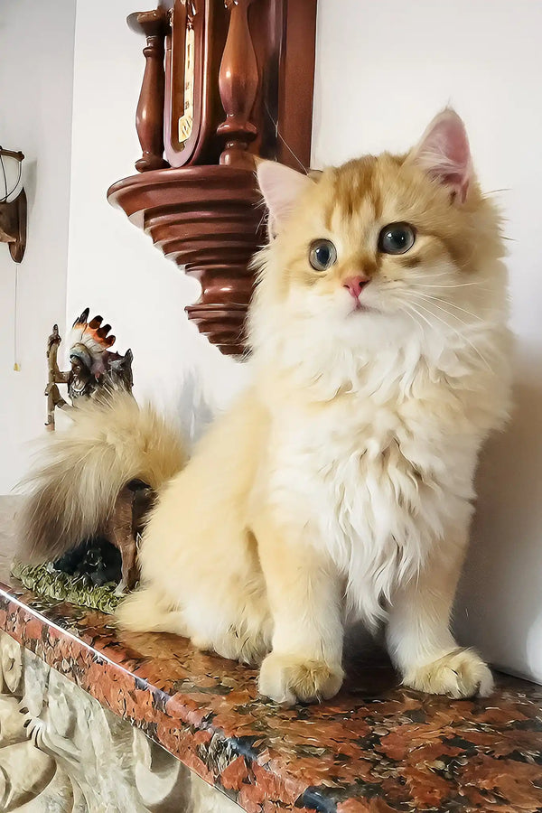 Simba | british longhair kitten