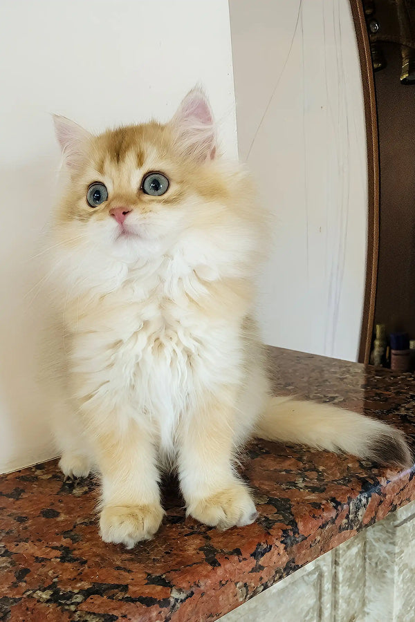 Simba | british longhair kitten