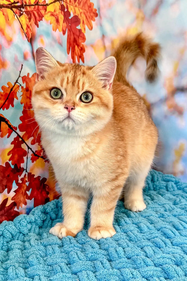 Simba | british shorthair kitten