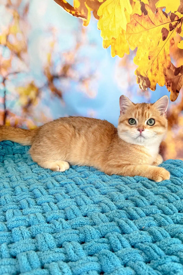 Simba | british shorthair kitten