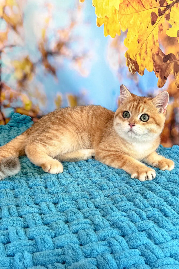 Simba | british shorthair kitten