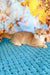 Simba | british shorthair kitten