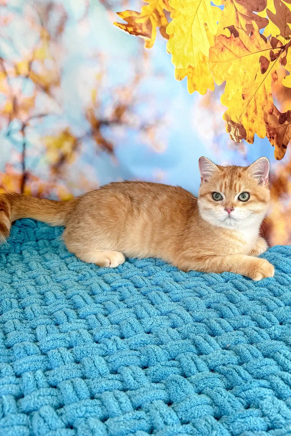 Simba | british shorthair kitten