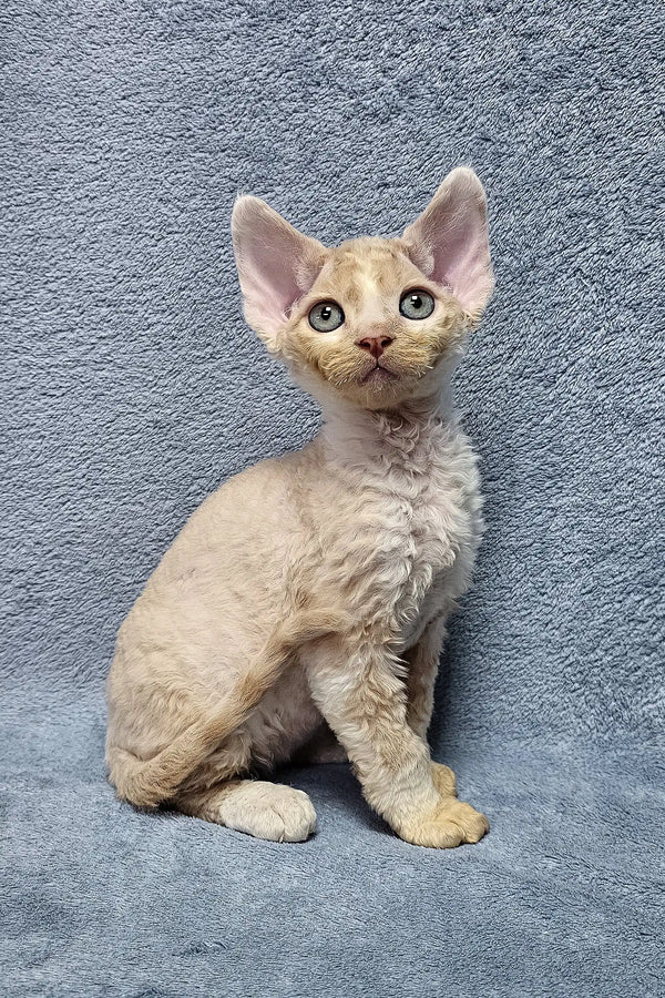 Adorable Devon Rex kitten Simba with wavy cream fur and big ears