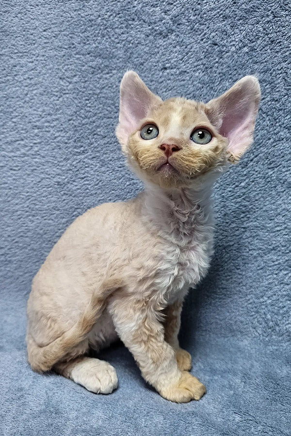 Cute Devon Rex kitten named Simba with cream curls and bright green eyes