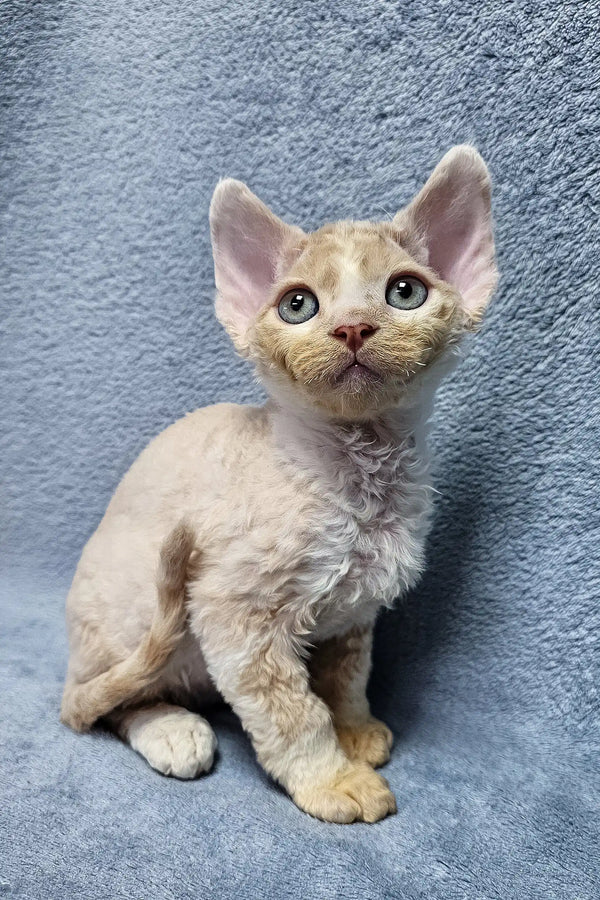 Cute Devon Rex kitten Simba with curly cream fur and big ears. Adorable pet!