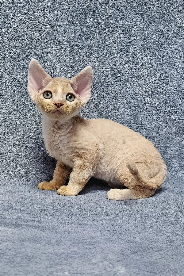 Cute Devon Rex kitten named Simba with cream fur and big ears ready for cuddles