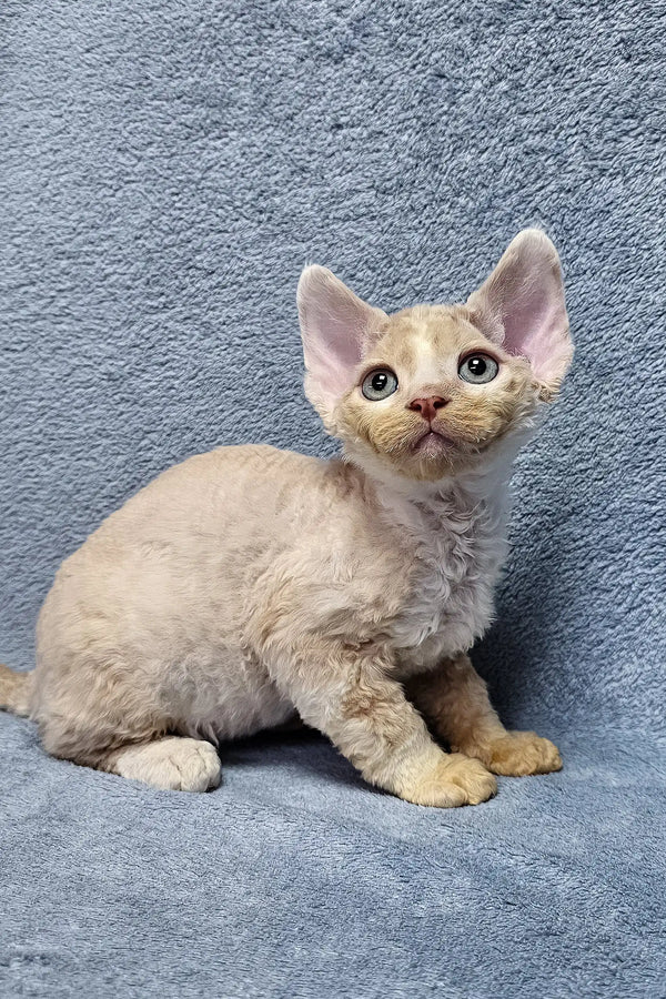 Cute Devon Rex kitten Simba with curly cream fur and big ears