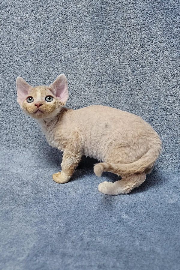 Devon Rex kitten Simba with cream-colored curly fur and big ears ready to cuddle