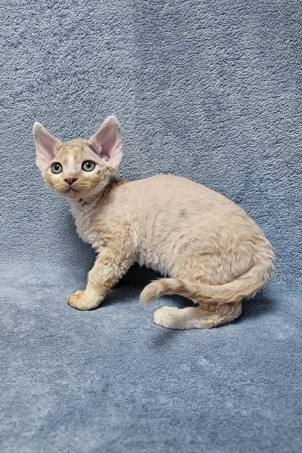 Cream-colored Devon Rex kitten Simba with big green eyes and curly fur
