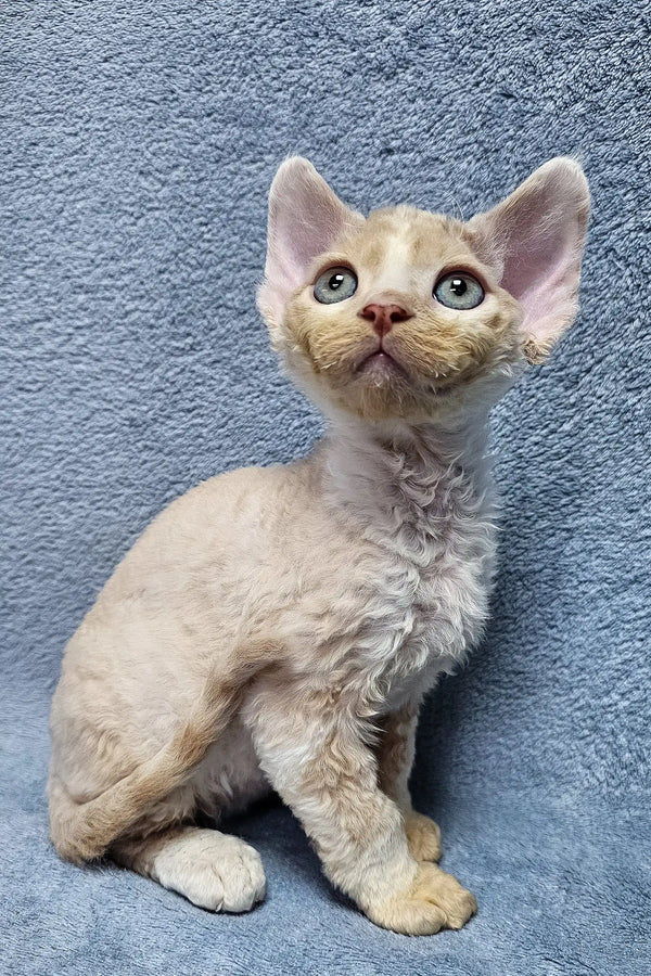 Cream-colored Devon Rex kitten Simba with big ears and adorable curly fur