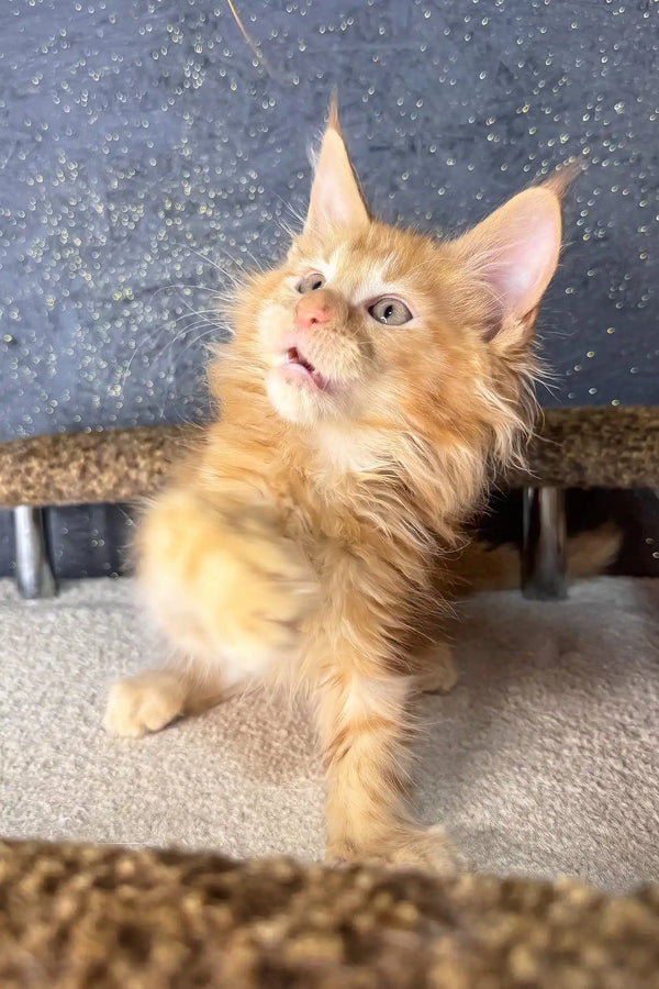 Simba | maine coon kitten