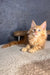 Simba | maine coon kitten