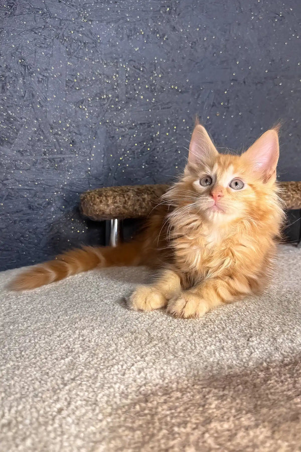 Simba | maine coon kitten