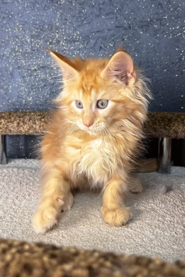 Simba | maine coon kitten