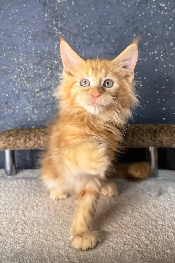 Simba | maine coon kitten