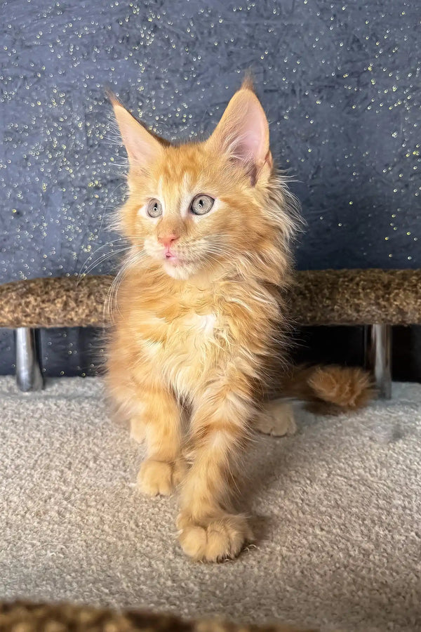 Simba | maine coon kitten
