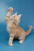 Cream-colored Maine Coon kitten Simba reaching up with one paw, super cute pose!