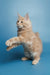 Cream-colored Maine Coon kitten Simba standing on hind legs with paw raised