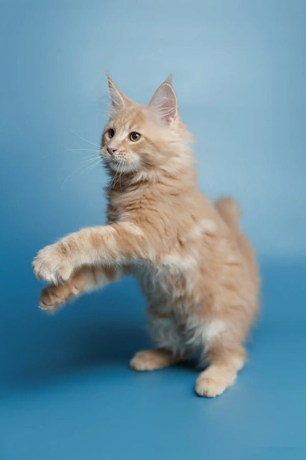 Cream-colored Maine Coon kitten Simba standing on hind legs with paw raised