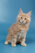 Cream-colored Maine Coon kitten Simba with fluffy fur and cute pointed ears