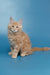 Cream-colored fluffy Maine Coon cat sitting upright for Simba Maine Coon Kitten