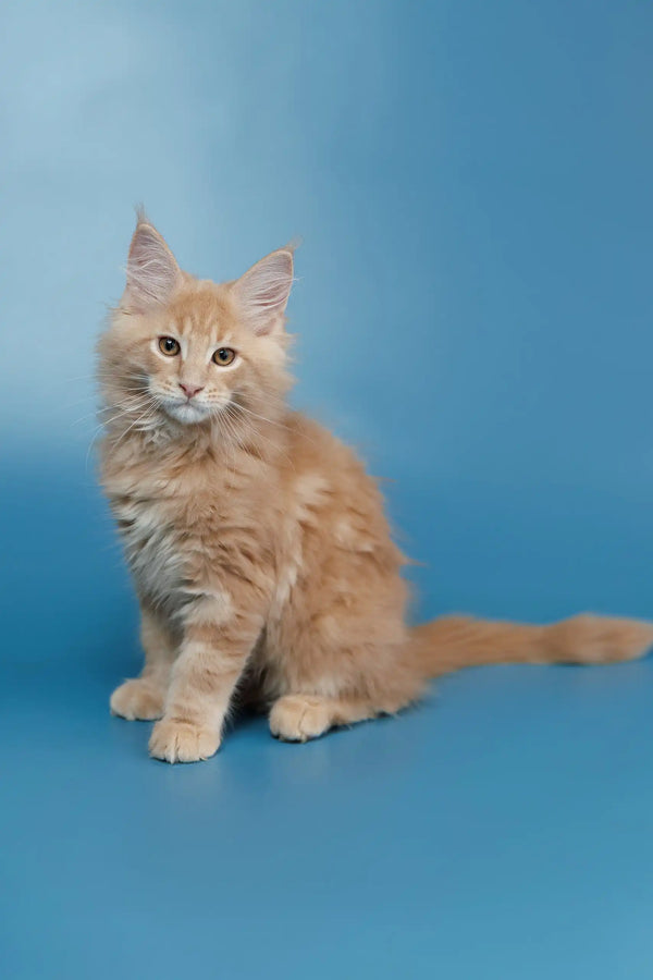 Cream-colored fluffy Maine Coon cat sitting upright for Simba Maine Coon Kitten