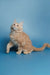 Cream-colored fluffy Maine Coon kitten Simba sitting alert and ready to play