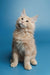 Cream-colored fluffy Maine Coon kitten Simba sitting and gazing up adorably