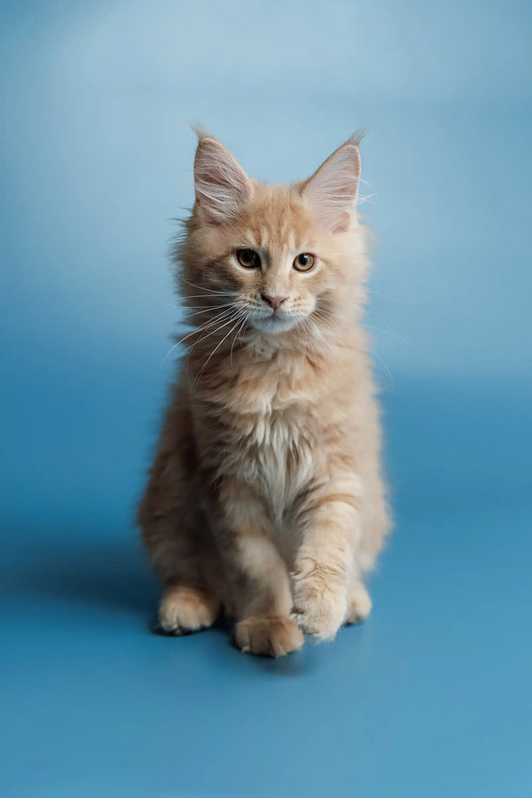 Cream-colored fluffy Maine Coon kitten named Simba with long fur and pointed ears