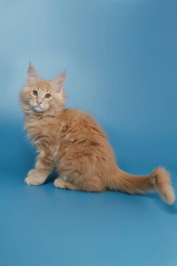 Cream-colored fluffy Maine Coon kitten Simba sitting sideways with long fur