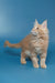 Fluffy cream Maine Coon kitten Simba with long fur and pointy ears