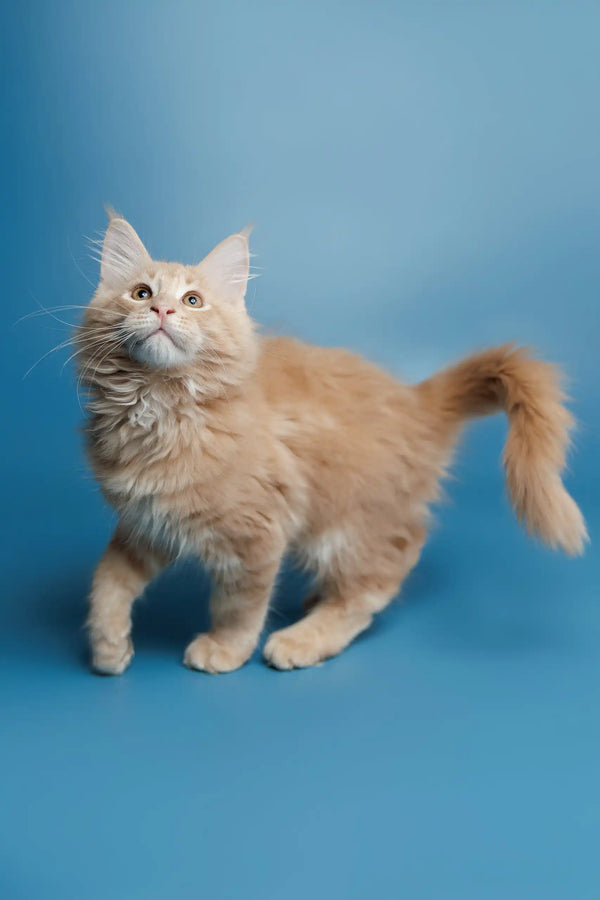 Creamy fluffy Maine Coon kitten Simba with long fur and cute upturned tail