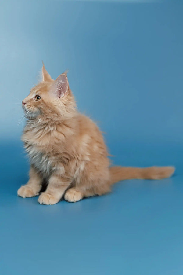 Fluffy cream Maine Coon kitten Simba sitting with tail extended, looking adorable