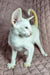 White Oriental Shorthair kitten Simba showing off his cute pointed ears