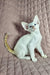 Adorable white kitten with blue eyes and striped tail from Simba Oriental Shorthair