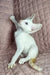 White Oriental Shorthair kitten Simba with blue eyes playfully lounging on its back