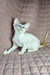 White Oriental Shorthair kitten Simba with blue eyes on a cozy quilted surface