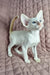 White Siamese kitten with blue eyes and pointed ears for Simba Oriental Shorthair