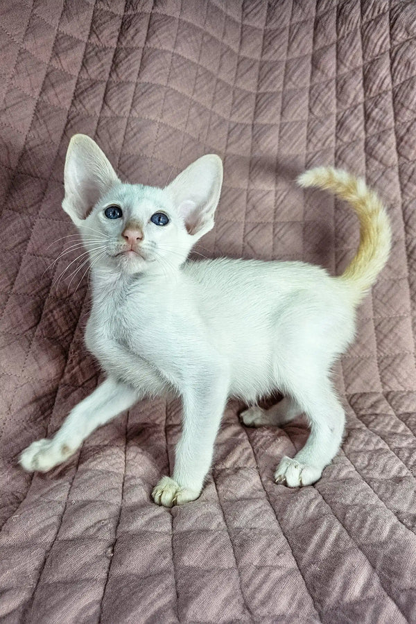 Cute White Siamese kitten with blue eyes and curled tail in Simba Oriental Shorthair Kitten